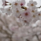 今年の桜