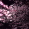 春の音色