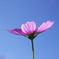 秋桜