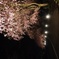 しだれ桜？