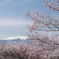 高遠城址公園