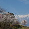 アルプスと桜