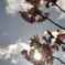 Sun in Bloom