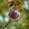 パイナップルみたいな八重桜
