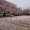 降り積もる桜の花びら