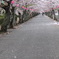 桜並木