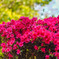 春の花