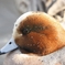 img_bird