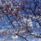 空と桜