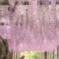 藤の季節