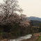 向野の一本桜