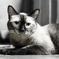 【家猫】ポニョ