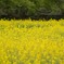菜の花畑