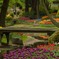 お花畑にかかる橋