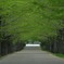 イチョウの木の並ぶ道