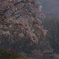 上発知の枝垂れ桜