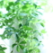Sugervine
