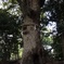 鎮守の森にて