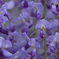 藤の花