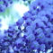 〈Now flowering[Wisteria]〉