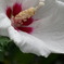 White Flower