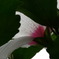 White Flower