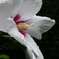 White Flower