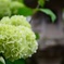 庭先の紫陽花