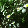 お花畑