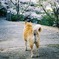 尾道の案内犬