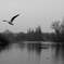 Birds Fly -Grays in London 9-