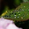 ボタンの葉と水