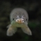 モキュ