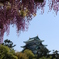 藤の花と名古屋城