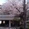 駐輪場桜2