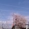 桜と飛行機雲