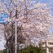神社の桜