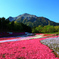 羊山公園芝桜