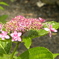 紫陽花