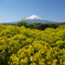 大石公園からの富士山④