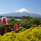 大石公園からの富士山⑤