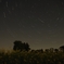 月夜の菜花と北天