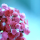Flower*****