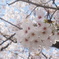 桜2