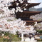 五重塔と桜