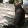 あたしはのらです。