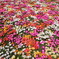 Flood of color