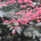 楓？紅葉？