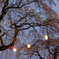 夕桜