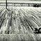 Dog On Wood